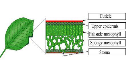 Leaf Structure and Photosynthesis - Assignment Point