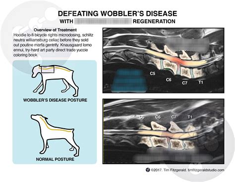 What Is Wobblers Disease In Dogs