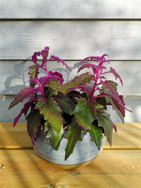 Purple passion plant looking particularly neon today : houseplants