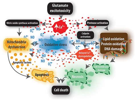 Frontiers | Ischemia-Triggered Glutamate Excitotoxicity From the Perspective of Glial Cells