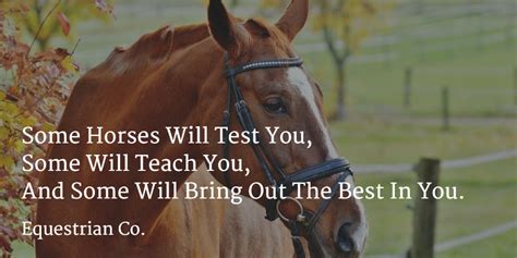 18 Inspirational Equestrian Quotes | Hippocrates Guild