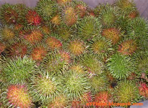 It's My Life: IT'S RAMBUTAN SEASON