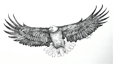 Eagle In Flight Drawing by Catherine Howley