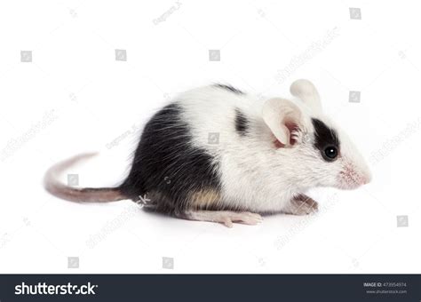 Black White Mouse Isolated On White Stock Photo 473954974 | Shutterstock