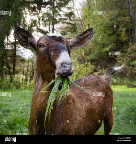 Goat eating grass hi-res stock photography and images - Alamy