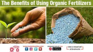 The Benefits of Using Organic Fertilizers - Organic Vs Inorganic Fertilizers