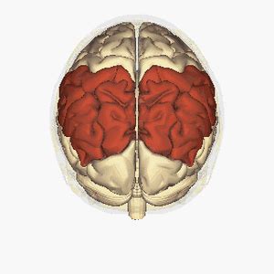 Parietal Lobe Of The Brain