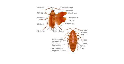 Can Cockroaches Climb Walls? Exploring their Anatomy