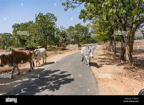 A close snap of Indian bulls at a rural village at sunny day in summer ...