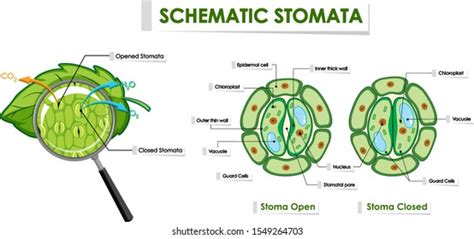 Stomata Royalty-Free Images, Stock Photos & Pictures | Shutterstock