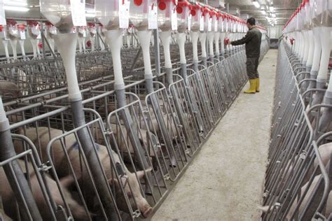 Pig production in China on a path to supersizing