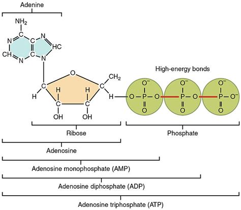 ATP (Adenosine Triphosphate) — Structure & Function - Expii