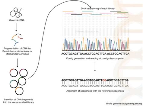 What is Genome Sequencing?- 3 Best Genome Sequencing Methods