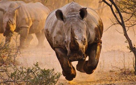 animals, Rhino, Savannah, Desert, Nature Wallpapers HD / Desktop and ...