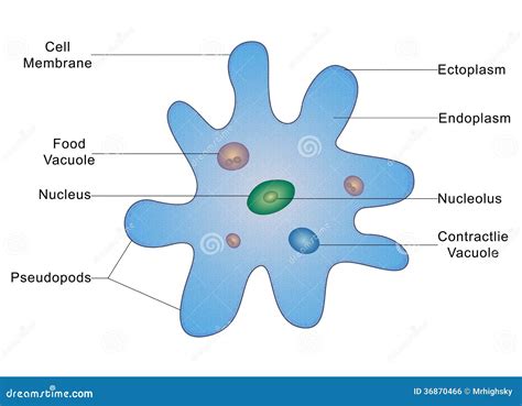 antiguo congelador Atticus anatomia de una ameba poco Espectador clase