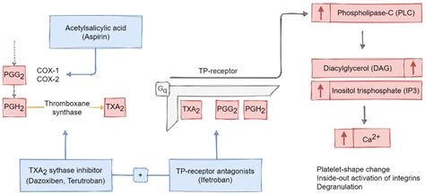 IJMS | Free Full-Text | Effect of Prostanoids on Human Platelet Function: An Overview