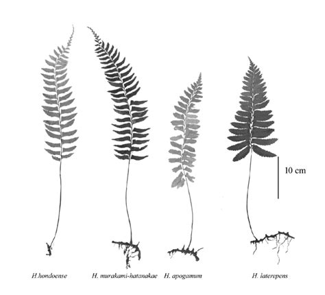 Comparison of frond sketches of representative specimens for the four ...