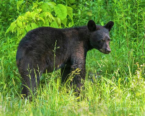 Young Black Bear in Habitat Photograph by Timothy Flanigan - Pixels