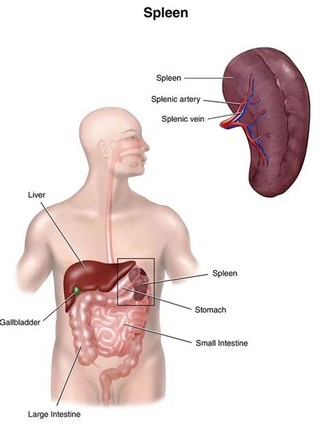 Splenic abscess causes, symptoms, diagnosis, treatment & prognosis