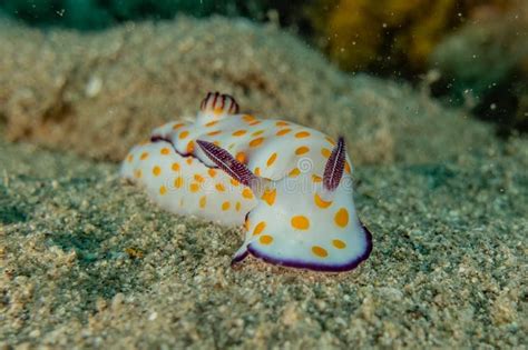 Sea slug in the Red Sea stock image. Image of mollusk - 165303709