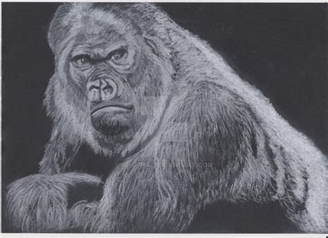 Silverback gorilla by kimpp64 on DeviantArt