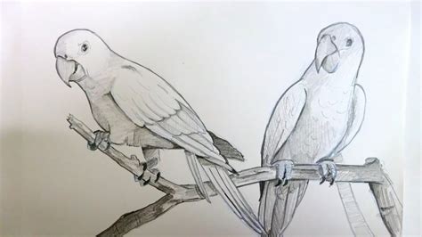 Drawing two parrots sitting on a branch | pencil art | timelapse - YouTube