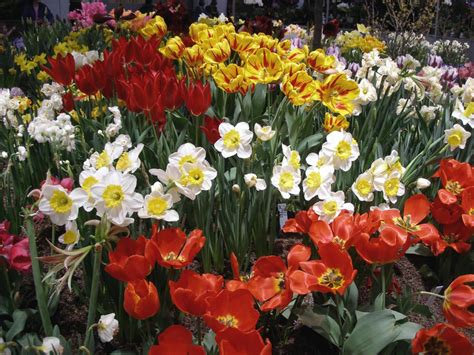 How to Blend Tulips With Annuals and Perennials in the Garden | HGTV