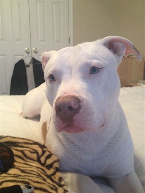 White Pitbull-- Oh my goodness! So so adorable! I cannot wait to start ...