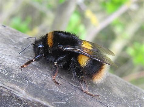 Buff-tailed Bumblebee | Gedling Conservation Trust, Nottingham