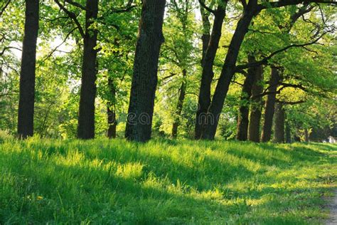 Oak forest in early spring stock photo. Image of natural - 25165386