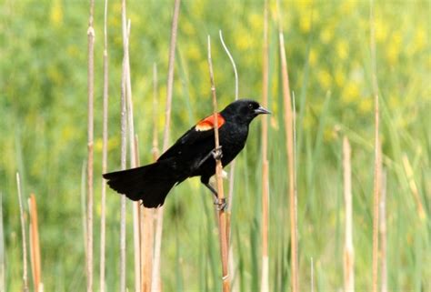 Red-winged Blackbird - NestWatch