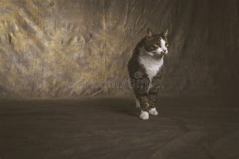 Cute Young Tabby Cat with White Chest Against Dark Fabric Background ...