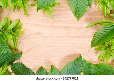 Natural Oak Wood Texture Hornbeam Green Stock Photo 142799821 | Shutterstock