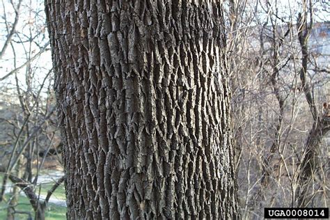 ash tree bark and leaves - Other World Memoir Photos