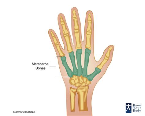 Metacarpals Anatomy