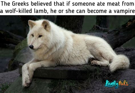 The wolf, also known as the grey/gray wolf or timber wolf, is a canine native to the wilderne ...