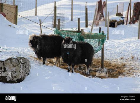 Wildlife in the Faroe Islands Stock Photo - Alamy