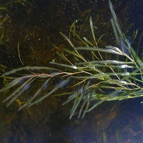 Submerged Aquatic Weed Identification | Aquatic Technologies