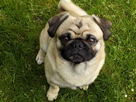 Pug Dog Breed Information - Continental Kennel Club