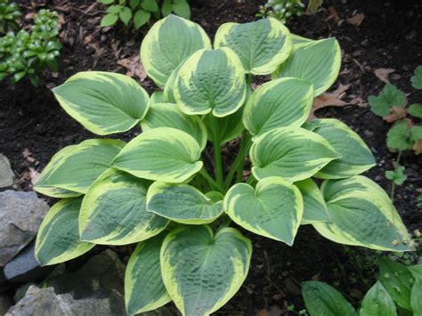 Hostas | Adam's Plants