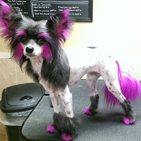 Pin by Pet Groomer's Profit Generatin on Grooming dog | Chinese dog ...