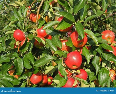 Red Apples on a tree stock photo. Image of healthy, vegetables - 11980610