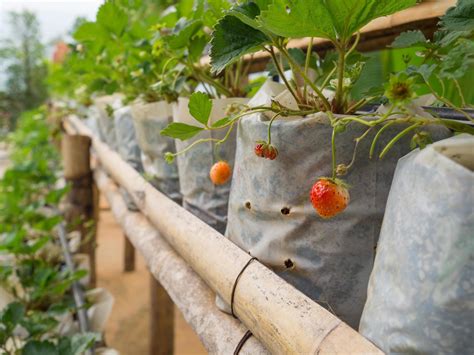 Close-up of ripe strawberry for harvest 6929764 Stock Photo at Vecteezy