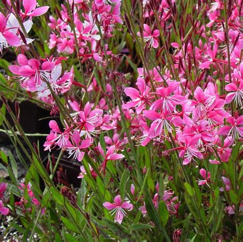 Gaura lindheimeri 'Siskiyou Pink' from NVK Nurseries