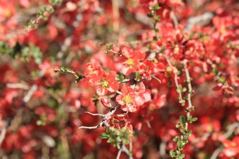 Orange Tree Blossoms In Spring Free Stock Photo - Public Domain Pictures