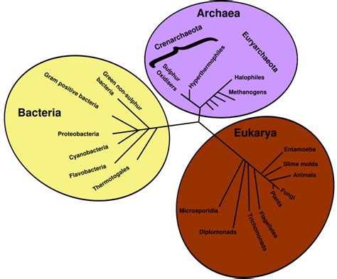 Evolutionary history of life - wikidoc