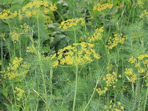 Problems With Dill Plants - Reasons Dill Weed Turns Yellow | Gardening Know How