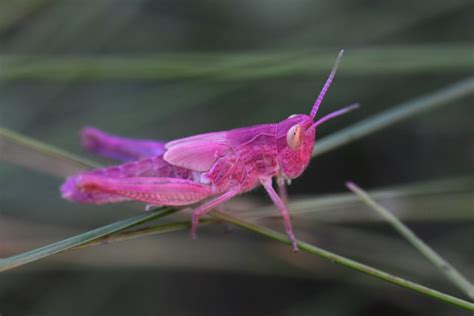 pink grasshopper uk. | feild grasshopper which has a genetic… | Flickr