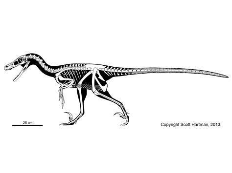 Velociraptor mongoliensis | Drawing, Tyrannosaurus