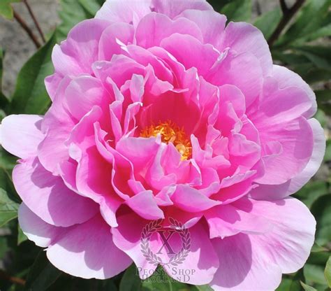 Peony Impossible Dream Itoh Hybrid at peony nursery Peonyshop.com